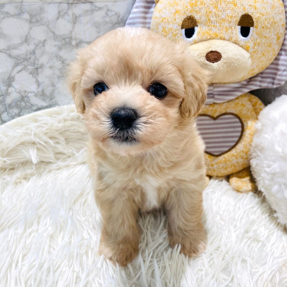 愛知県のマルプー(マルチーズ×プードル) (犬の家＆猫の里MiO香久山店/2026年3月11日生まれ/男の子/クリーム)の子犬の3枚目の画像