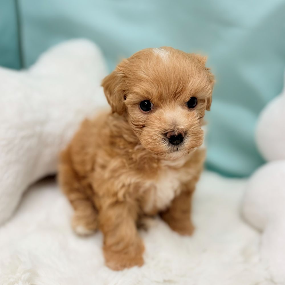 愛知県のマルプー(マルチーズ×プードル) (犬の家＆猫の里愛知刈谷店/2026年3月11日生まれ/男の子/アプリコット)の子犬の3枚目の画像