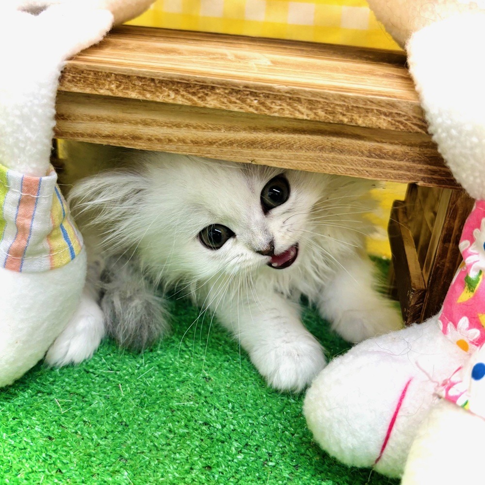 生体画像３