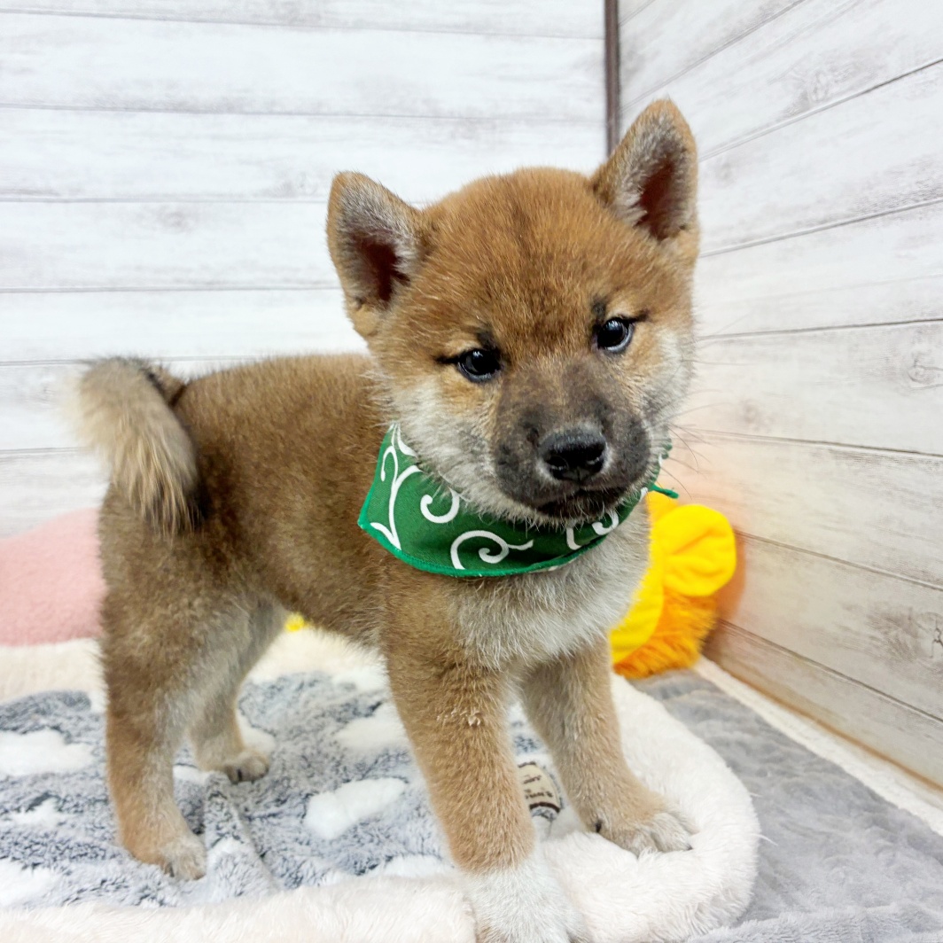 兵庫県の柴犬(標準サイズ) (犬の家＆猫の里川西店/2026年3月11日生まれ/男の子/赤)の子犬の3枚目の画像