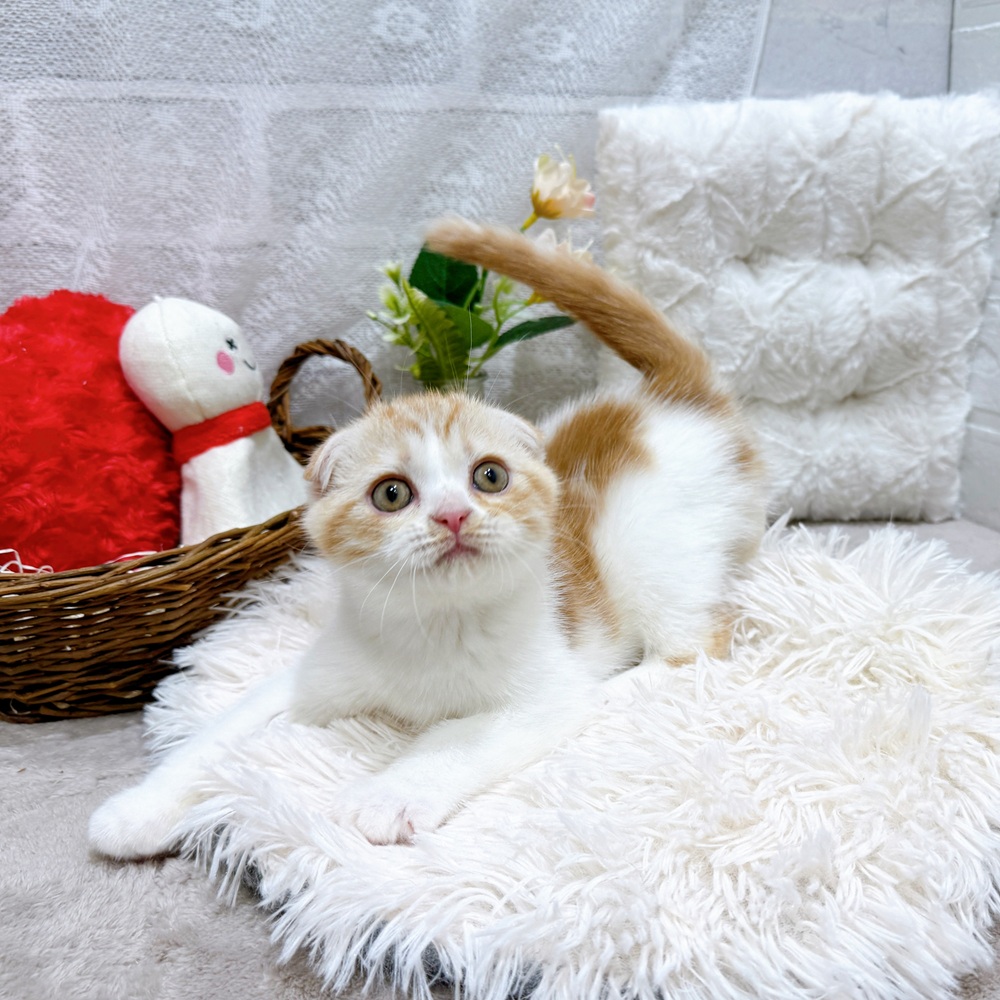 滋賀県のスコティッシュフォールド (犬の家＆猫の里長浜店/2026年3月12日生まれ/男の子/レッドタビーホワイト)の子猫の3枚目の画像