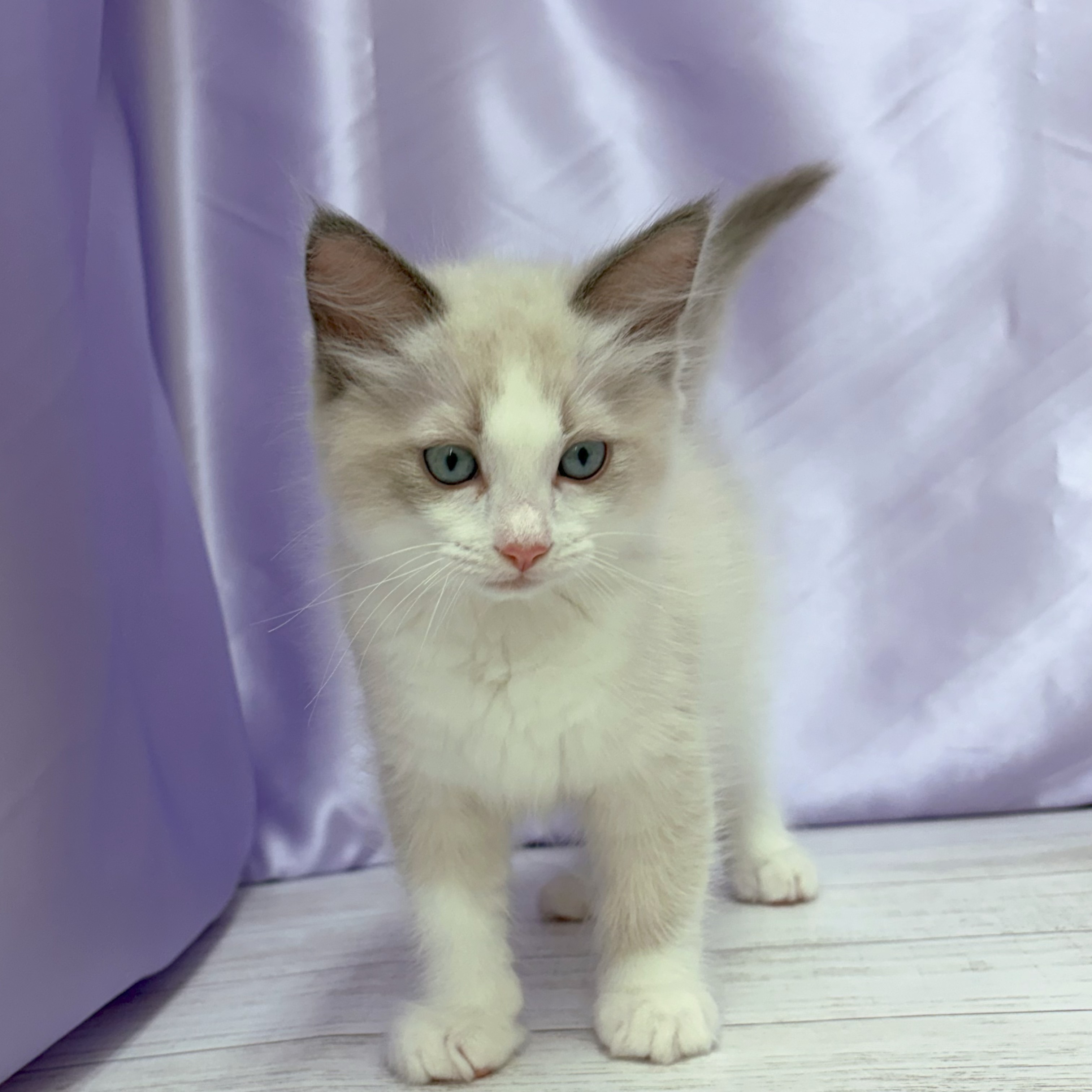 兵庫県のラグドール (犬の家＆猫の里尼崎店/2026年3月9日生まれ/男の子/ブルーポイントバイカラー)の子猫の3枚目の画像