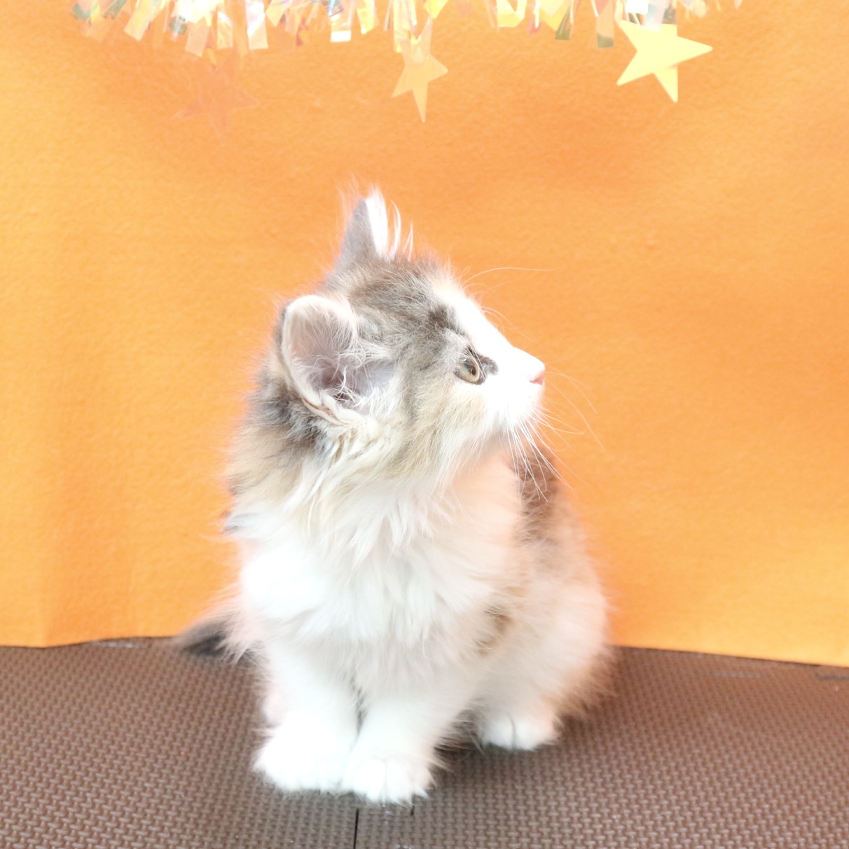 大阪府のノルウェージャンフォレストキャット (犬の家＆猫の里吹田店/2026年3月9日生まれ/女の子/シルバーパッチドタビーホワイト)の子猫の3枚目の画像