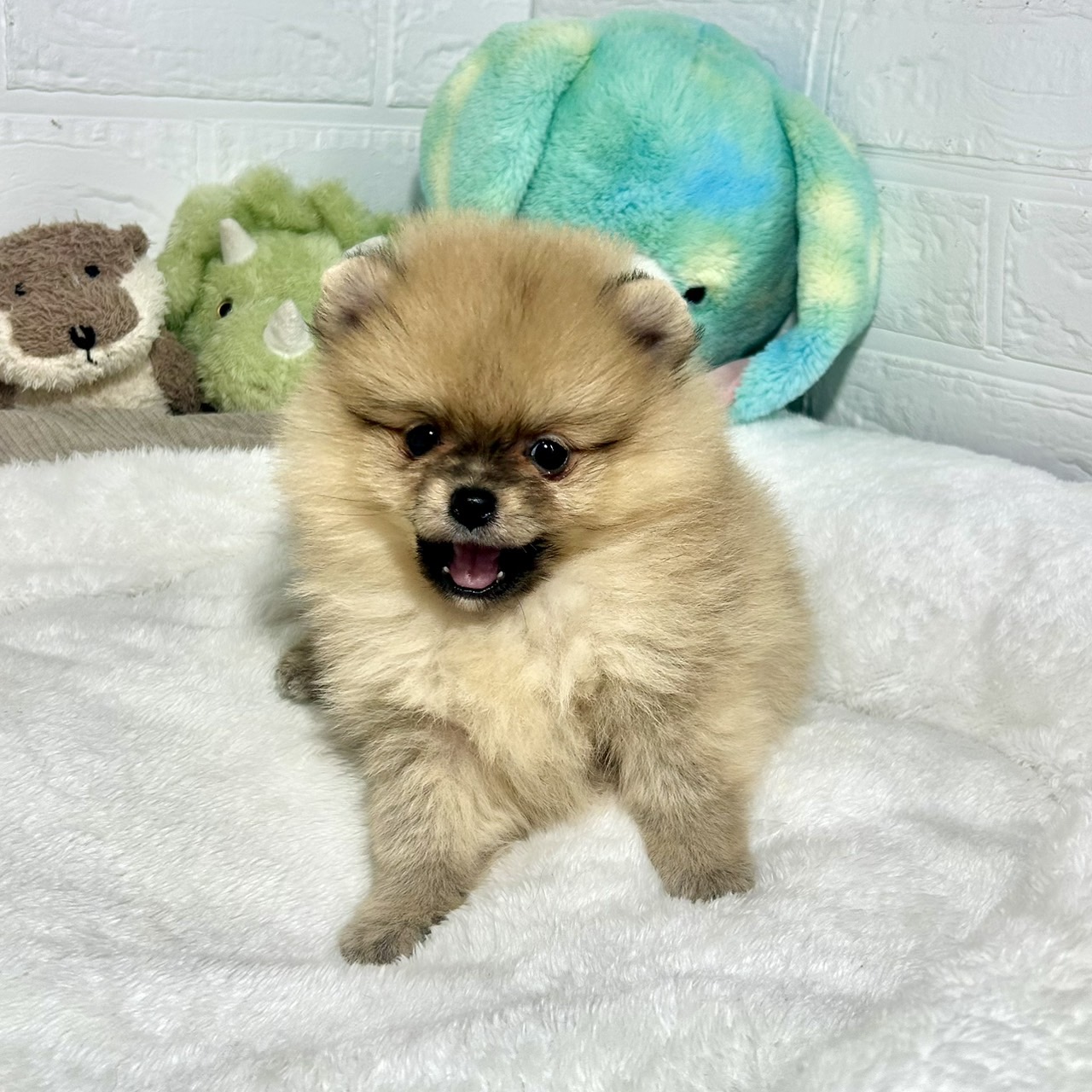 兵庫県のポメラニアン (犬の家＆猫の里ニッケパークタウン加古川店/2026年3月12日生まれ/女の子/オレンジ)の子犬の3枚目の画像