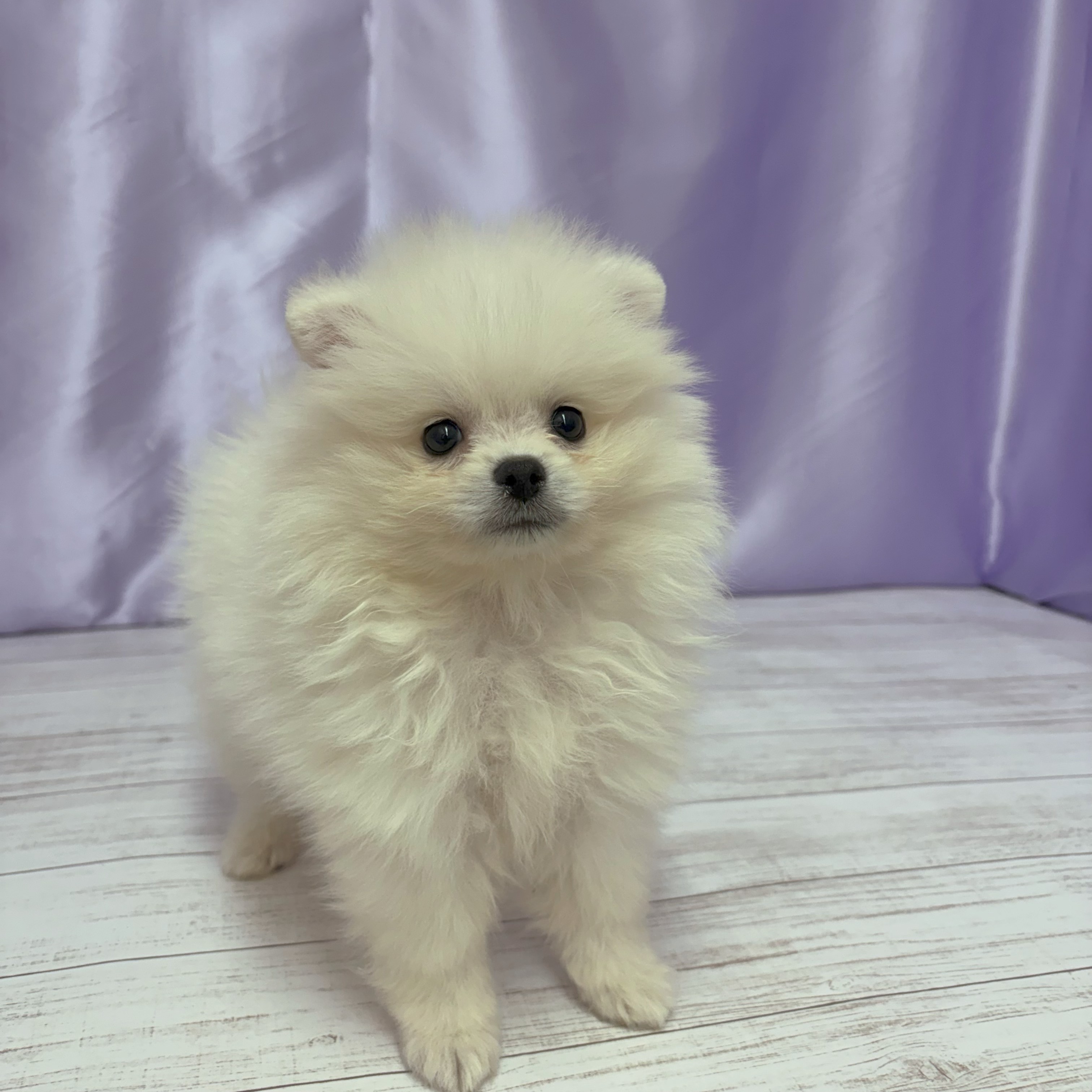 兵庫県のポメラニアン (犬の家＆猫の里尼崎店/2026年3月11日生まれ/男の子/クリーム)の子犬の3枚目の画像