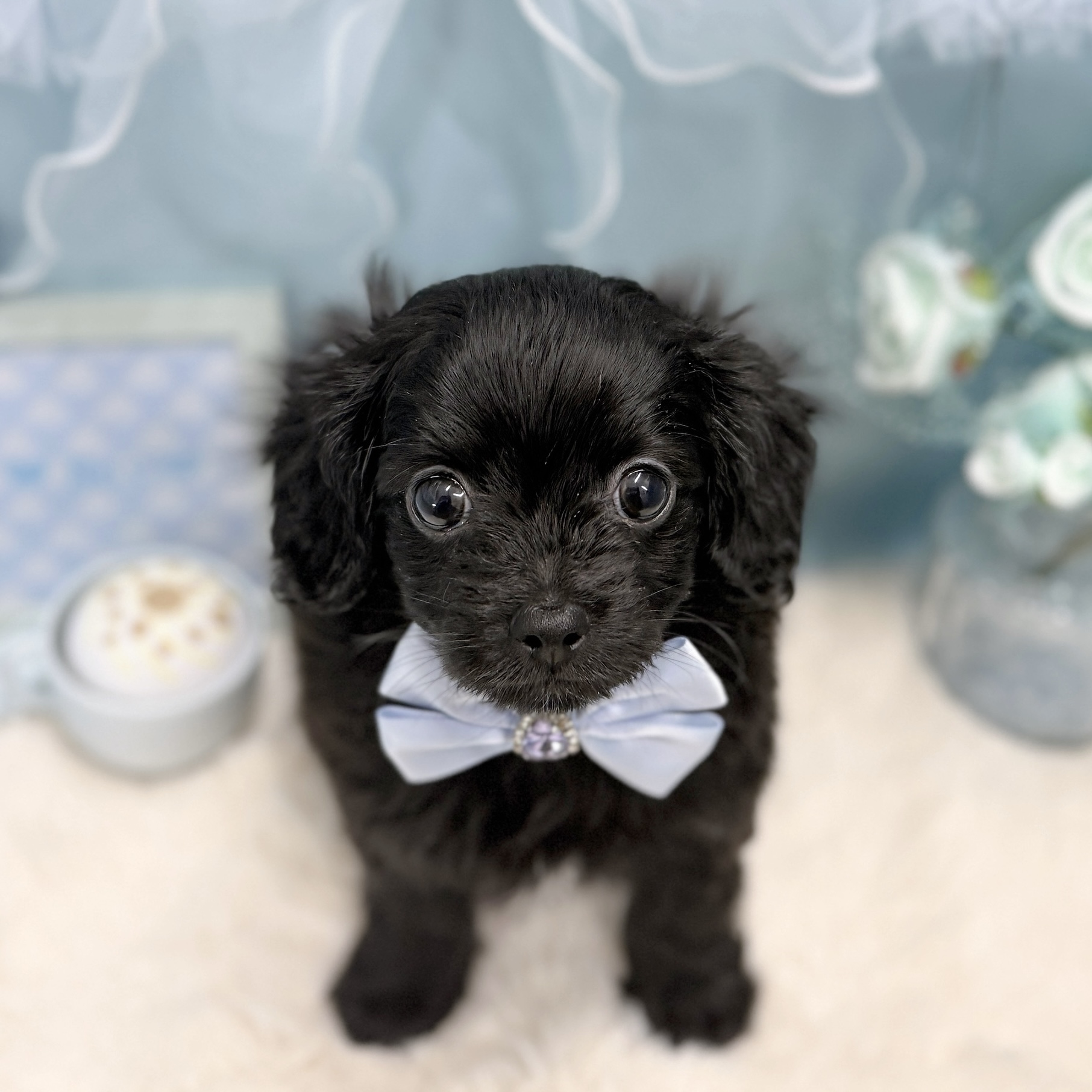 ハーフ犬男の子の写真