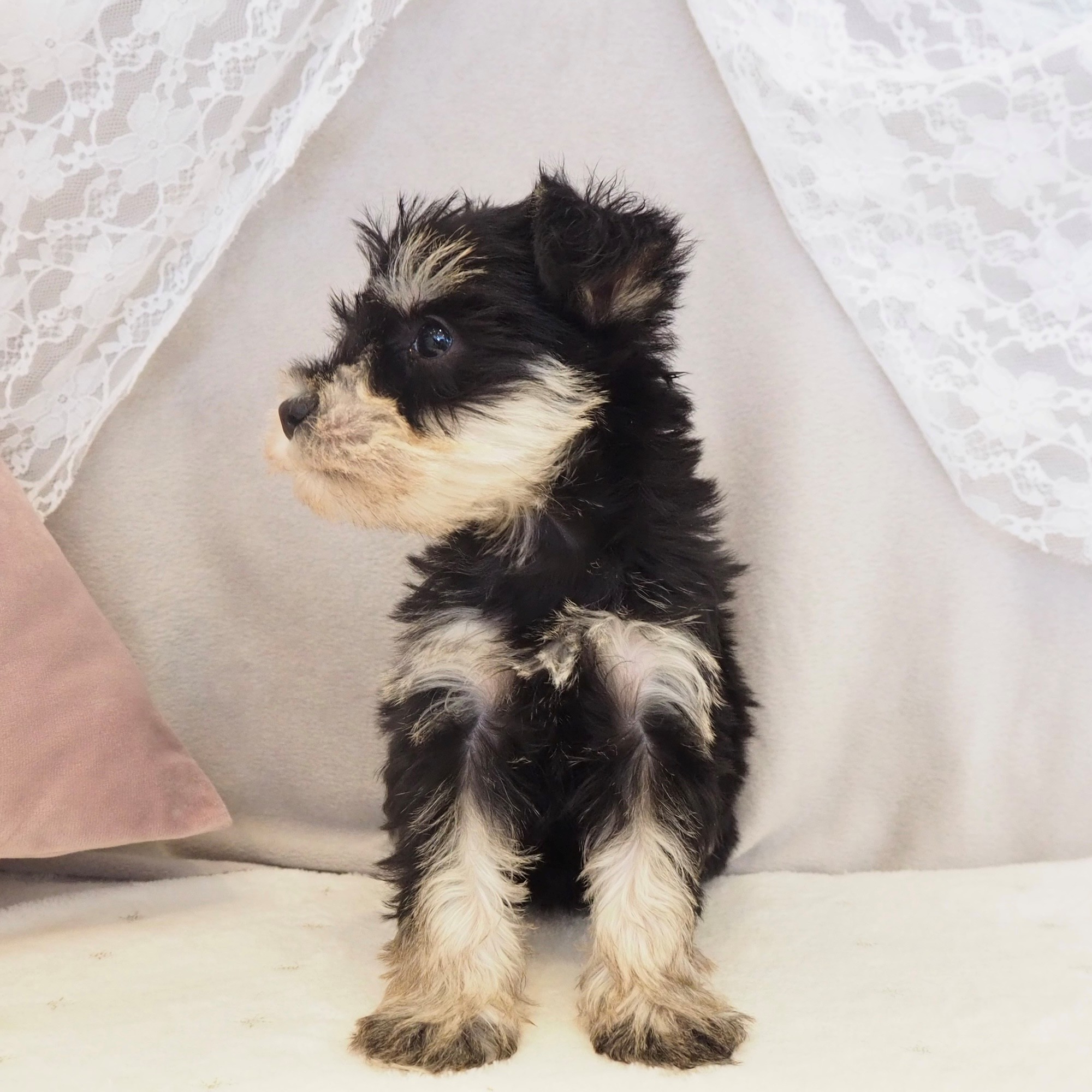 大阪府のミニチュアシュナウザー (犬の家＆猫の里もりのみやキューズモールBASE店/2026年3月9日生まれ/女の子/ブラックシルバー)の子犬の3枚目の画像
