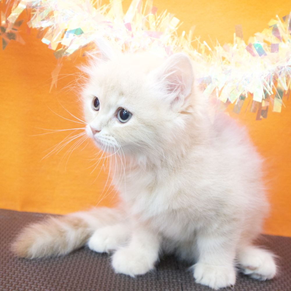 大阪府のサイベリアン (犬の家＆猫の里吹田店/2026年3月10日生まれ/男の子/クリームタビー)の子猫の3枚目の画像