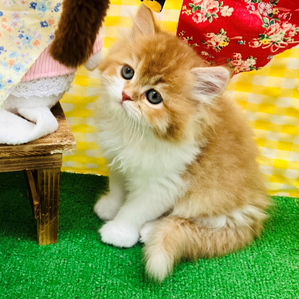 生体画像３
