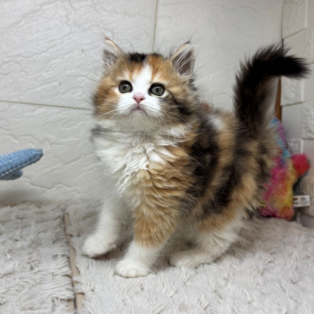 兵庫県のスコティッシュフォールド (犬の家＆猫の里ゆめタウン姫路店/2026年3月12日生まれ/女の子/ブラウンパッチドタビーホワイト)の子猫の3枚目の画像