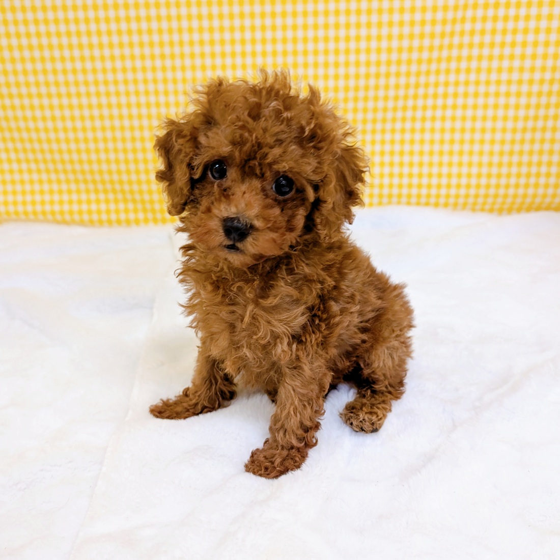 愛知県のトイプードル(トイ) (犬の家＆猫の里一宮店/2026年3月10日生まれ/男の子/レッド)の子犬の3枚目の画像