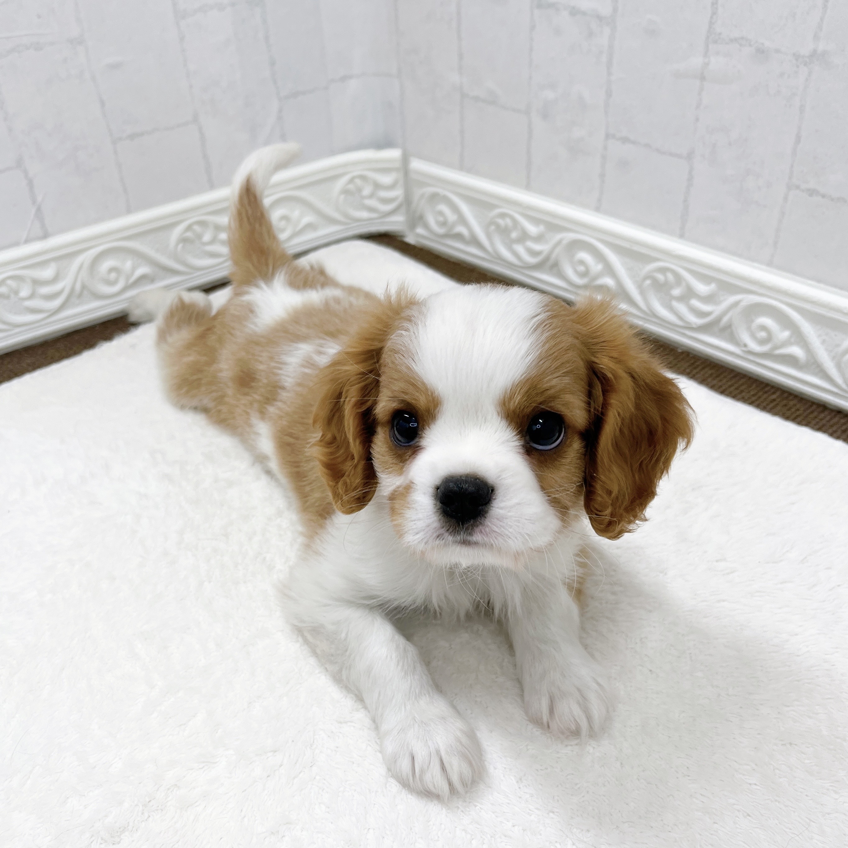 石川県のキャバリアキングチャールズスパニエル (犬の家＆猫の里アミーゴ金沢有松店/2026年3月12日生まれ/男の子/ブレンハイム)の子犬の3枚目の画像