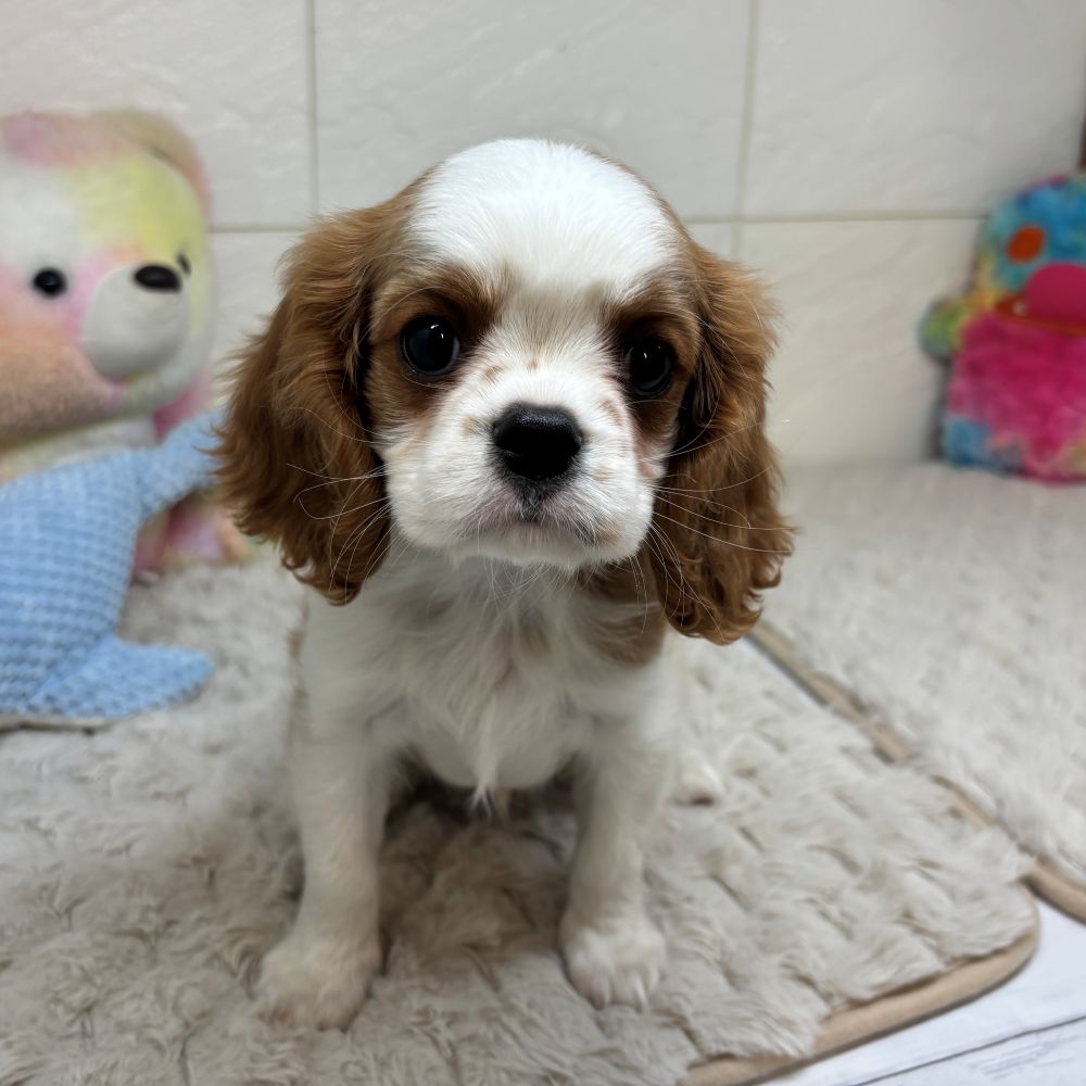 兵庫県のキャバリアキングチャールズスパニエル (犬の家＆猫の里ゆめタウン姫路店/2026年3月13日生まれ/女の子/ブレンハイム)の子犬の3枚目の画像