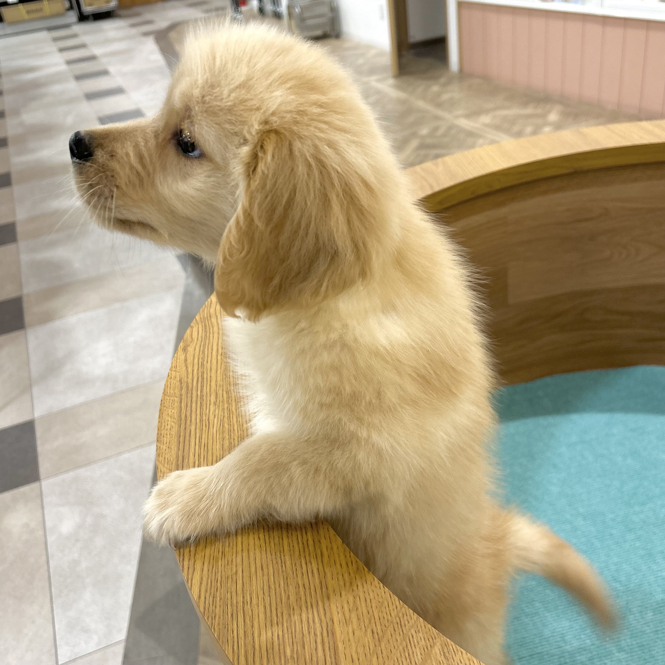 大阪府のゴールデンレトリバー (犬の家＆猫の里そよら東岸和田店/2026年3月11日生まれ/男の子/ゴールデン)の子犬の3枚目の画像