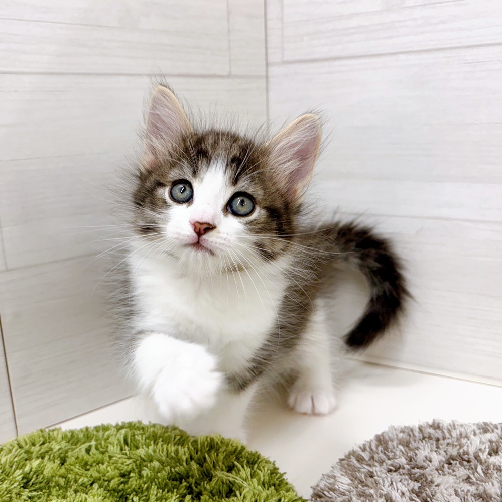 石川県のノルウェージャンフォレストキャット (犬の家＆猫の里アミーゴ金沢おこばた店/2026年3月14日生まれ/女の子/ブラウンタビーホワイト)の子猫の3枚目の画像