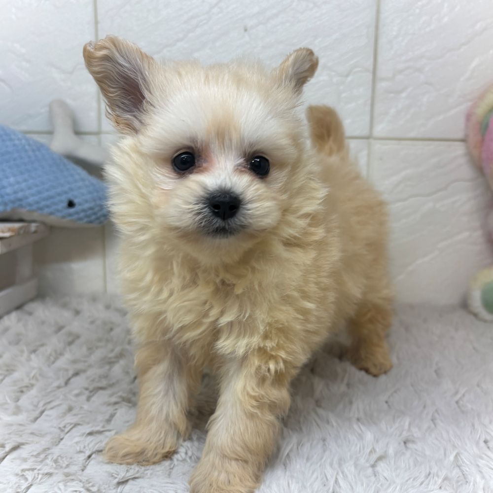 兵庫県のポメプー(ポメラニアン×プードル) (犬の家＆猫の里ゆめタウン姫路店/2026年3月13日生まれ/男の子/クリーム)の子犬の3枚目の画像