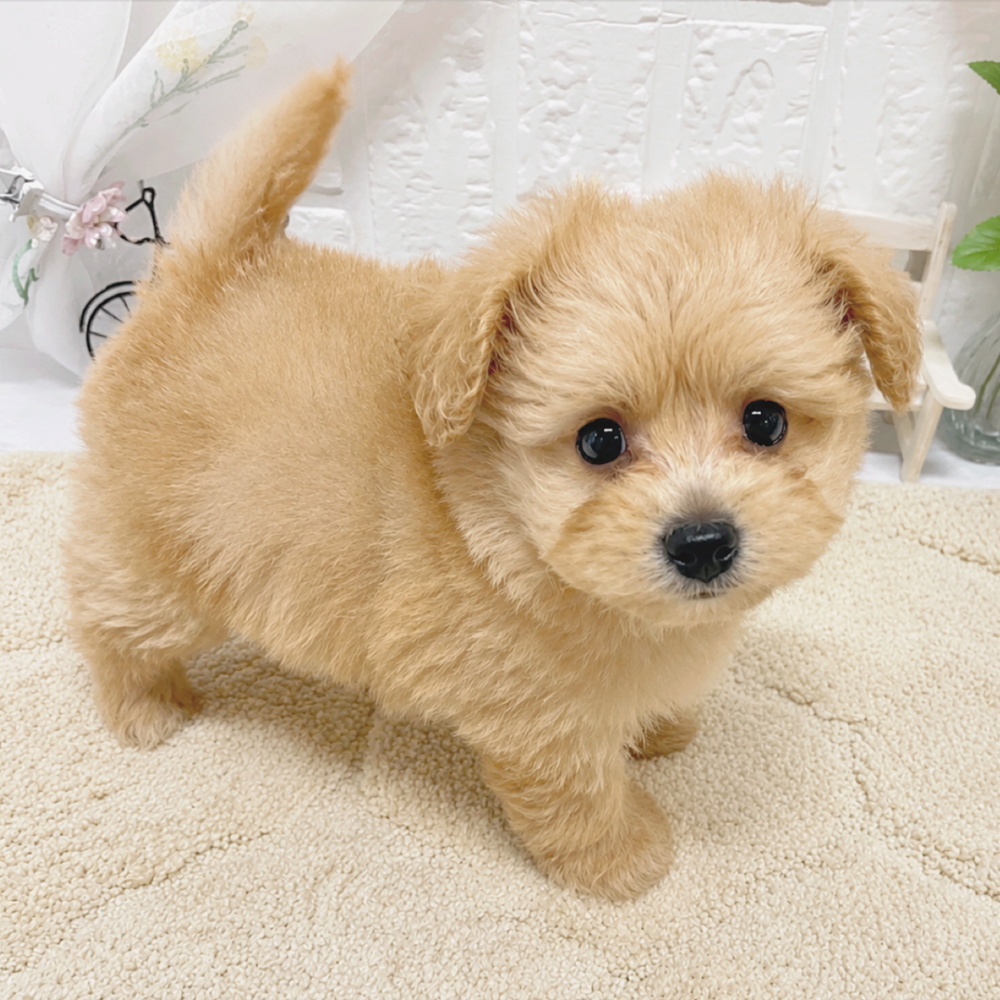 岡山県のポメプー(ポメラニアン×プードル) (犬の家＆猫の里岡山店/2026年3月13日生まれ/男の子/アプリコットホワイト)の子犬の3枚目の画像