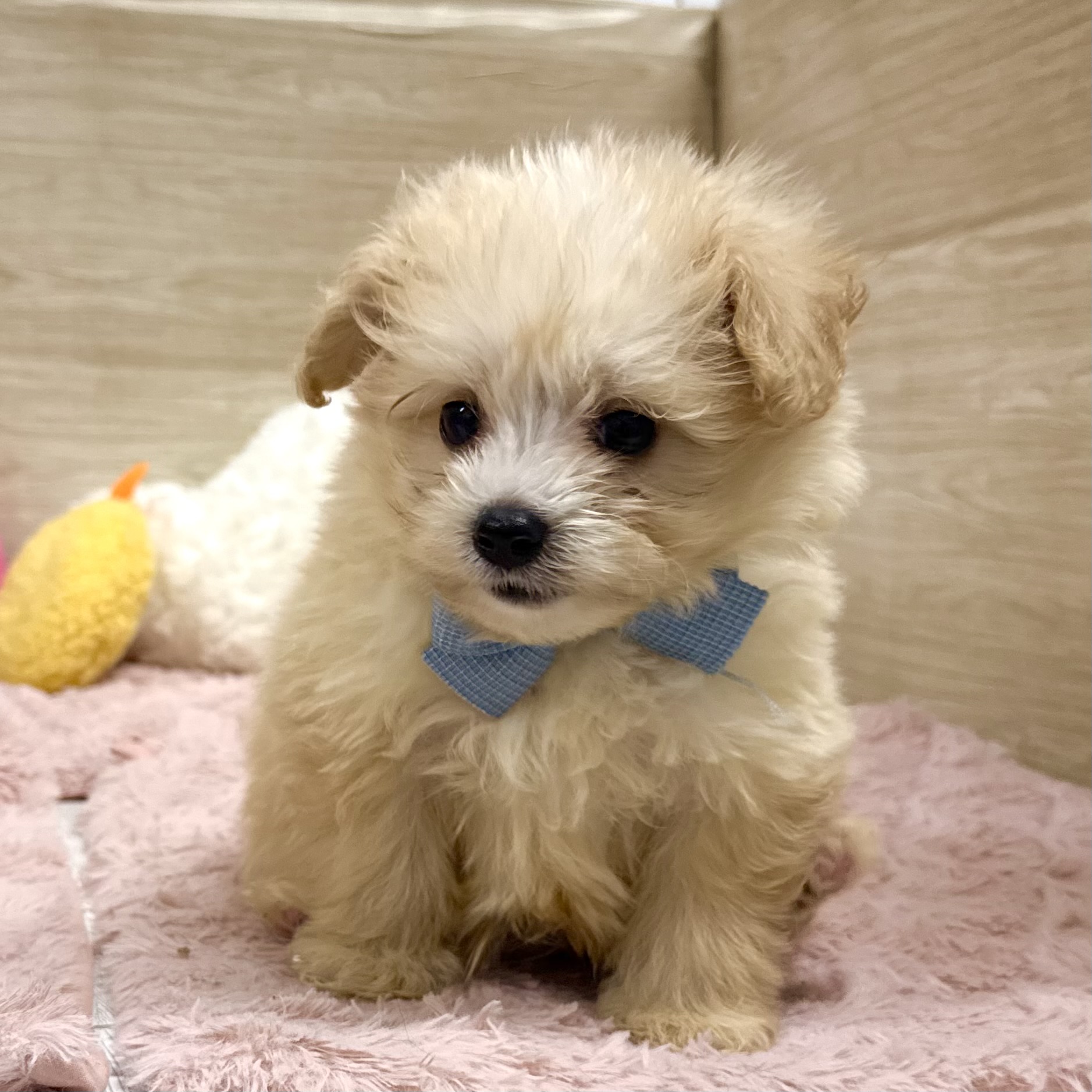 大阪府のポメプー(ポメラニアン×プードル) (犬の家＆猫の里そよら東岸和田店/2026年3月13日生まれ/男の子/アプリコットホワイト)の子犬の3枚目の画像
