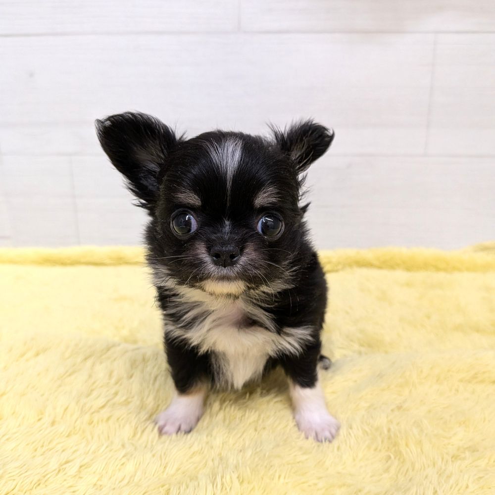 愛知県のチワワ(ロング) (犬の家＆猫の里碧南店/2026年3月11日生まれ/男の子/ブラックタンホワイト)の子犬の3枚目の画像