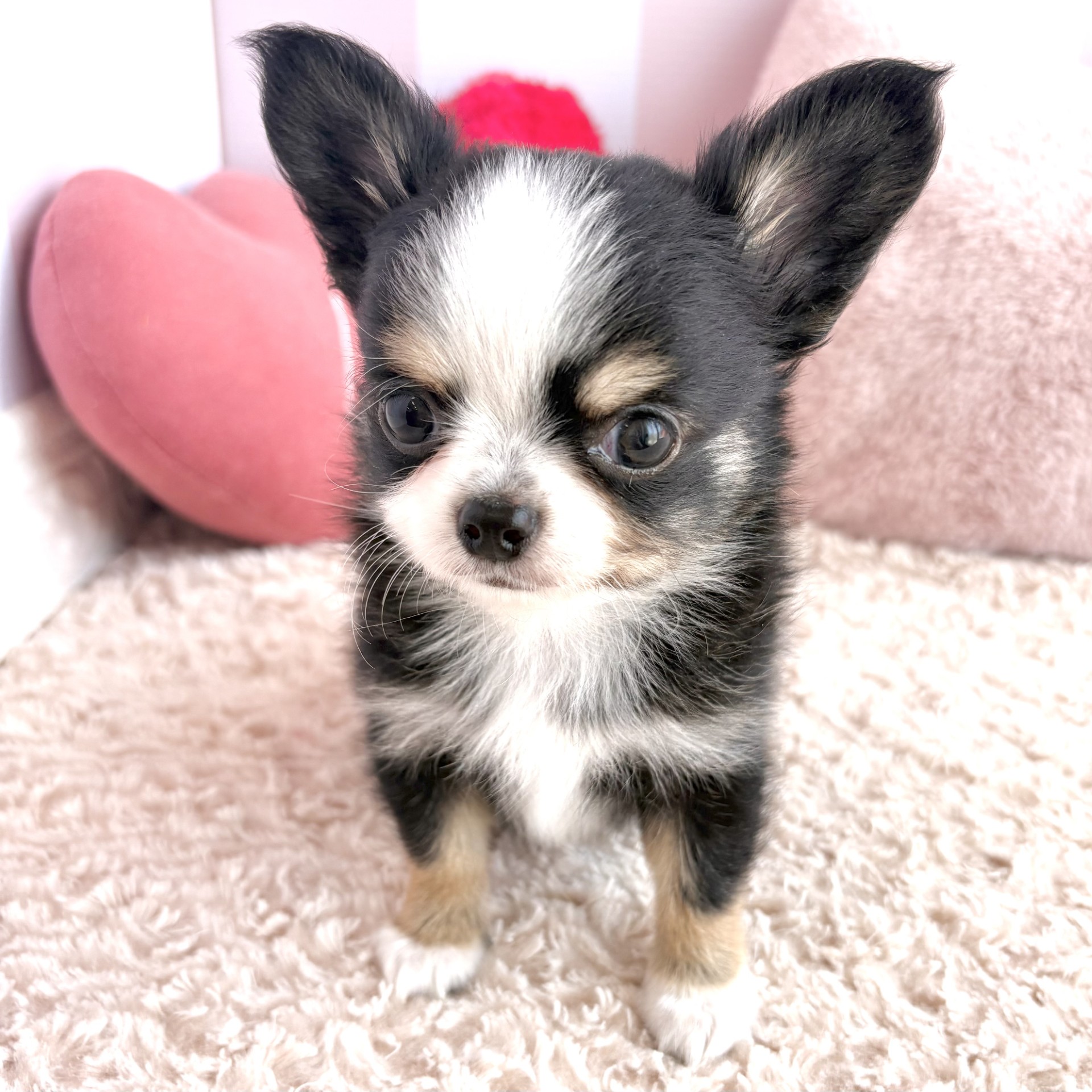 岡山県のチワワ(ロング) (犬の家＆猫の里倉敷中庄店/2026年3月11日生まれ/男の子/ブラックタンホワイト)の子犬の3枚目の画像
