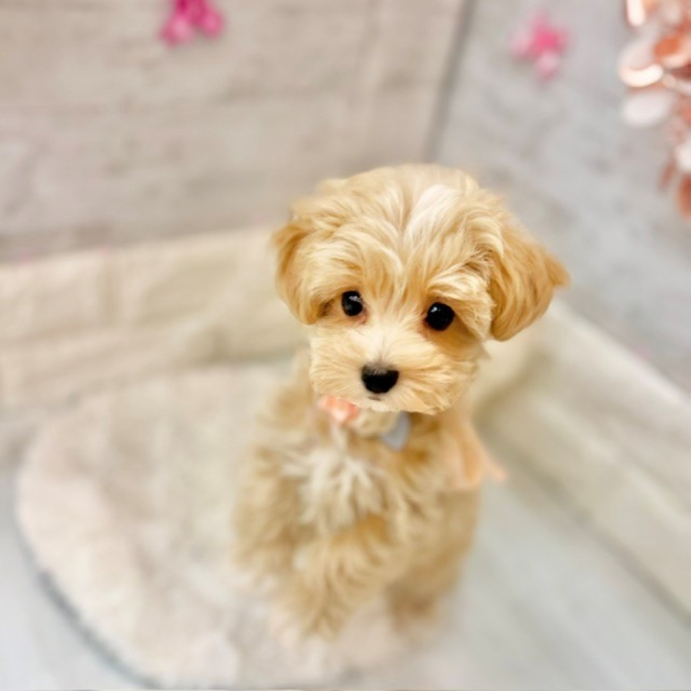 静岡県のマルプー(マルチーズ×プードル) (犬の家＆猫の里プレ葉ウォーク浜北店/2026年3月10日生まれ/女の子/クリームホワイト)の子犬の1枚目の画像