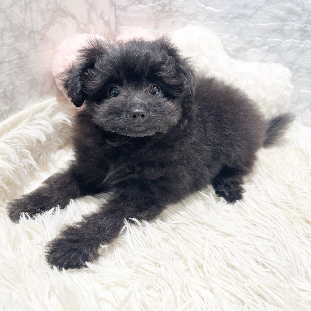愛知県のポメプー(ポメラニアン×プードル) (犬の家＆猫の里MiO香久山店/2026年3月14日生まれ/女の子/ブラック)の子犬の3枚目の画像