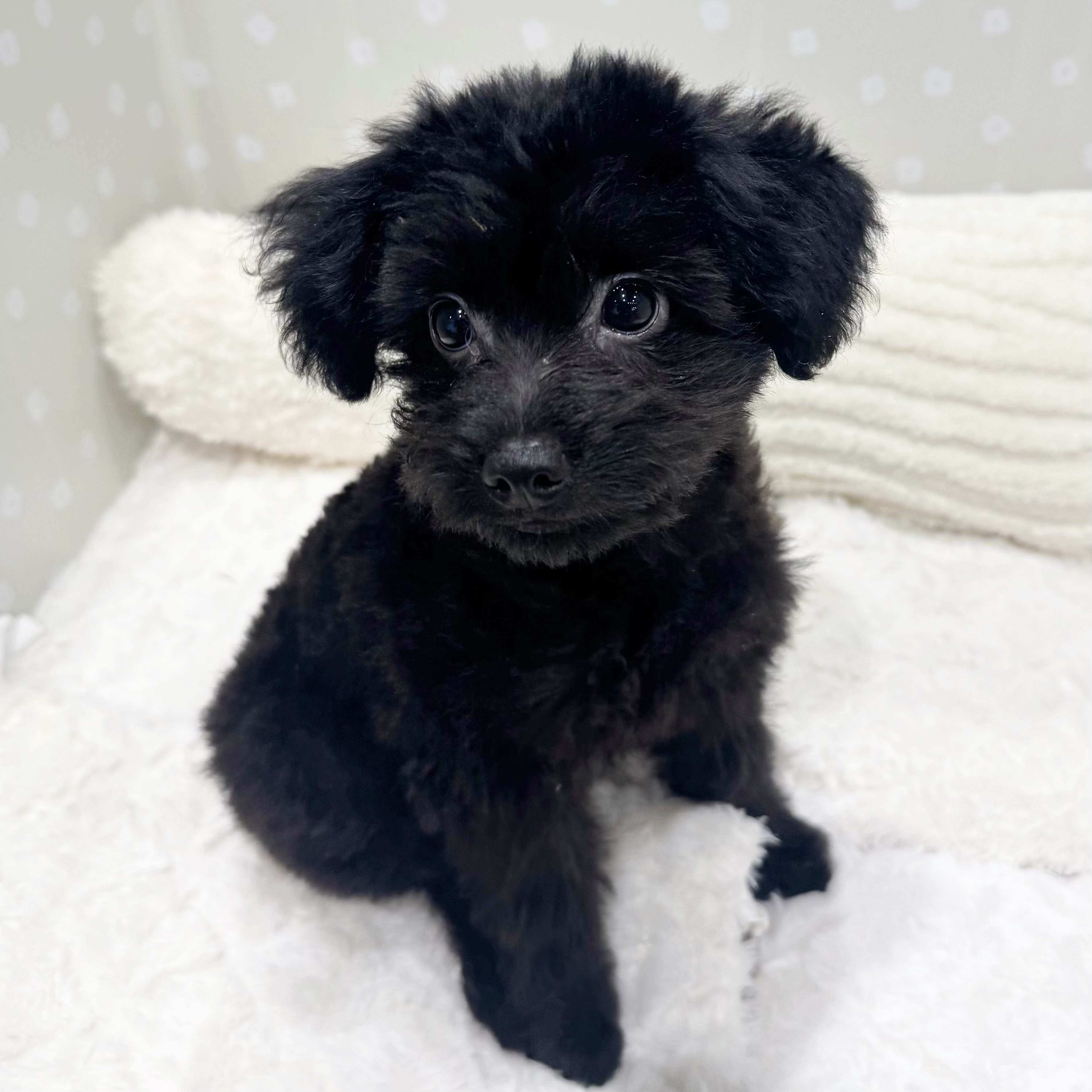 愛知県のポメプー(ポメラニアン×プードル) (犬の家＆猫の里安城店/2026年3月14日生まれ/男の子/ブラック)の子犬の3枚目の画像