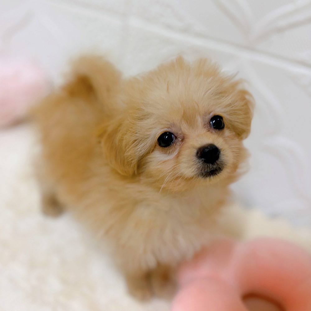愛知県のポメプー(ポメラニアン×プードル) (犬の家＆猫の里岡崎店/2026年3月14日生まれ/女の子/アプリコット)の子犬の3枚目の画像