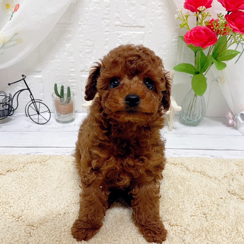岡山県のトイプードル(トイ) (犬の家＆猫の里岡山店/2026年3月14日生まれ/男の子/レッドフォーン)の子犬の3枚目の画像
