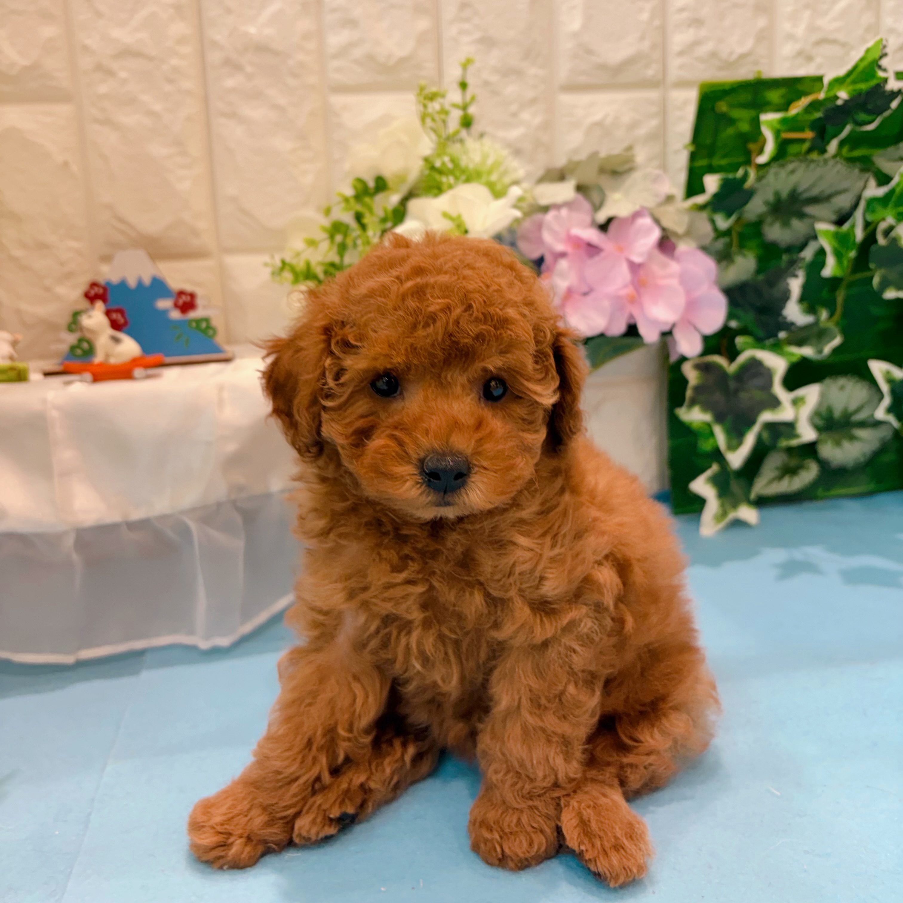 岡山県のトイプードル(トイ) (犬の家＆猫の里倉敷店/2026年3月14日生まれ/女の子/レッドフォーン)の子犬の3枚目の画像