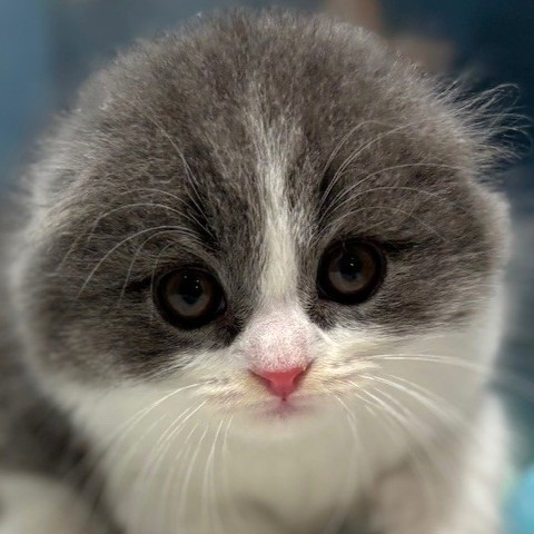 福岡県のスコティッシュフォールド (犬の家＆猫の里トリアス久山店/2026年3月13日生まれ/男の子/ブルーホワイト)の子猫の1枚目の画像