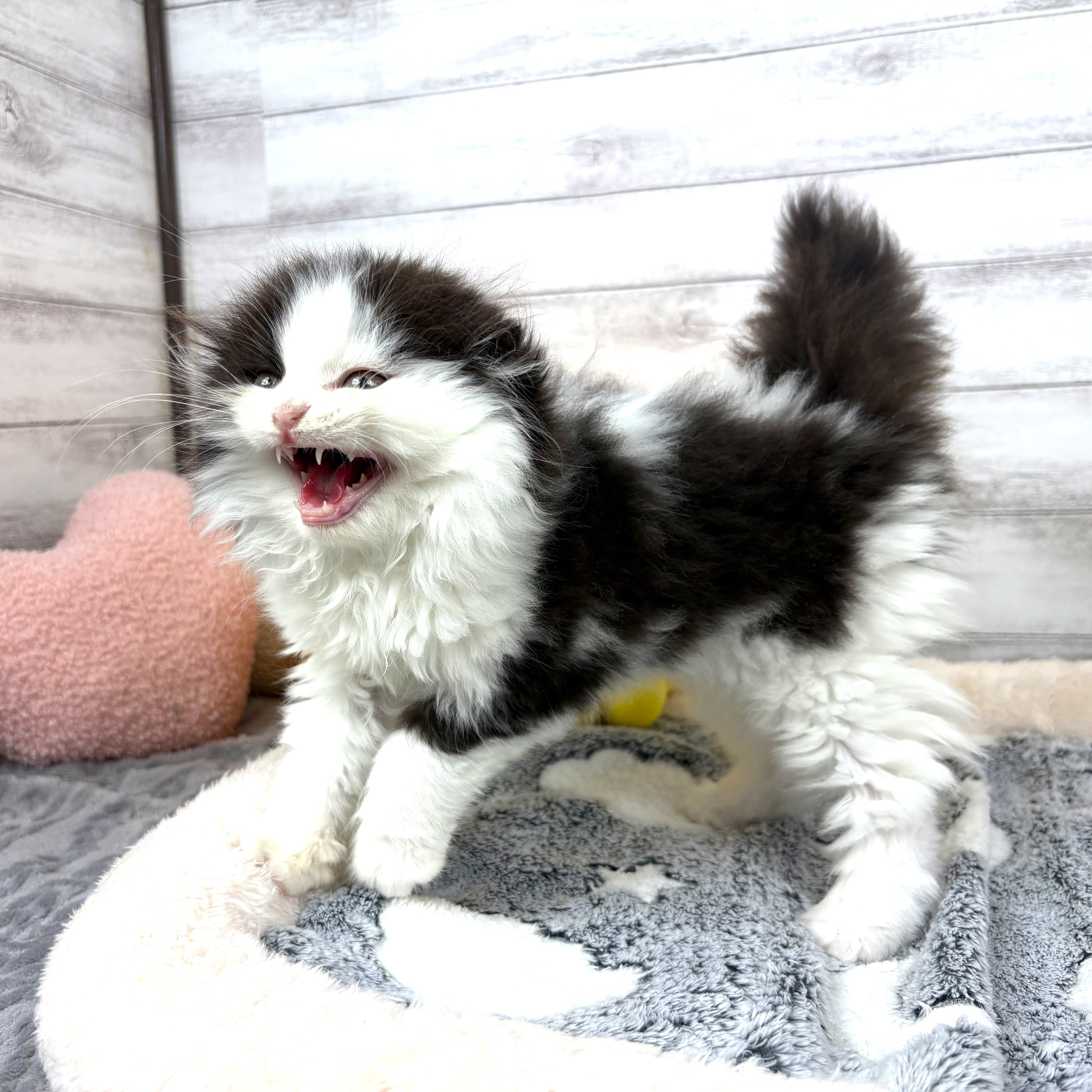 兵庫県のスコティッシュフォールド (犬の家＆猫の里川西店/2026年2月22日生まれ/男の子/ブラックホワイト)の子猫の3枚目の画像