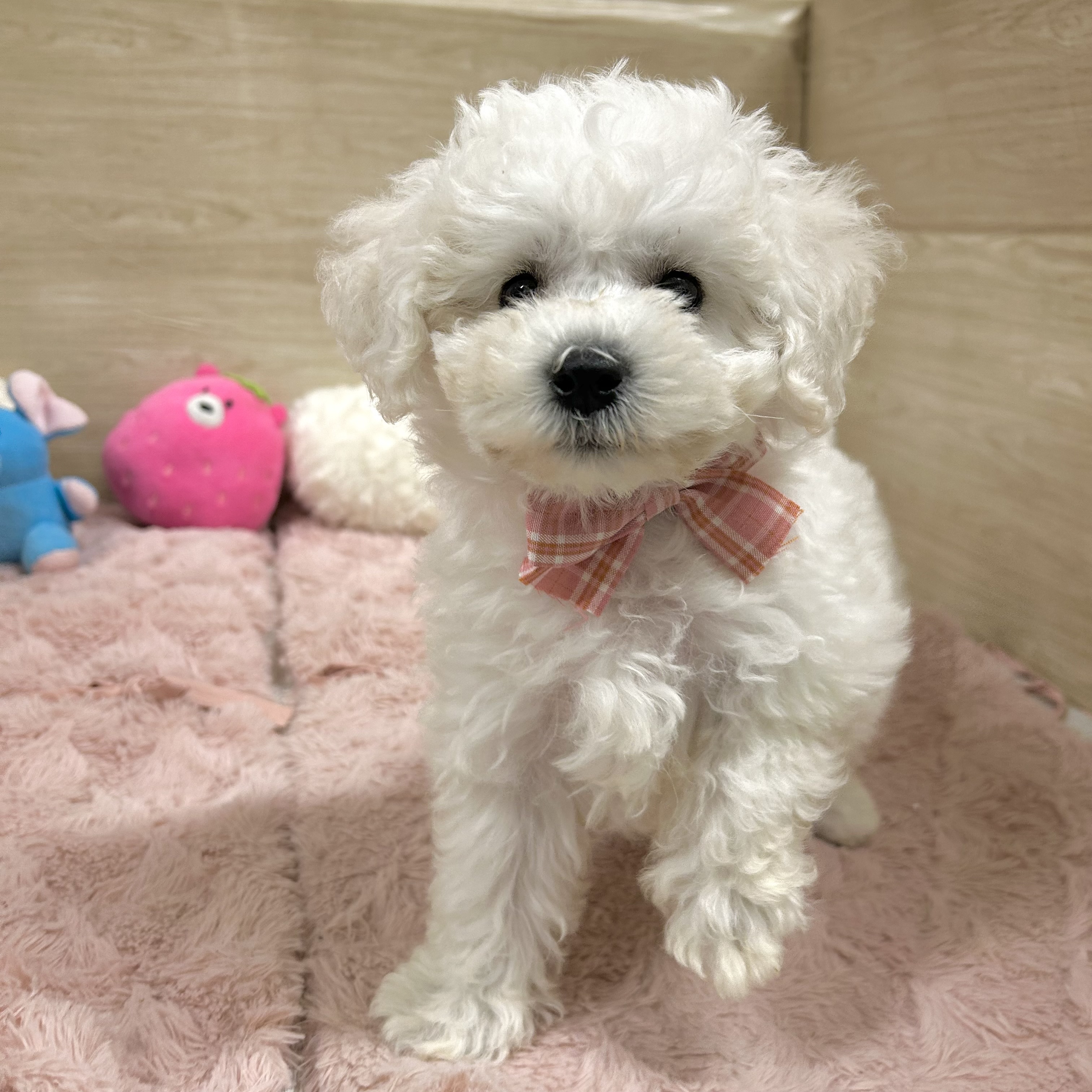 大阪府のビションフリーゼ (犬の家＆猫の里そよら東岸和田店/2026年3月15日生まれ/女の子/ホワイト)の子犬の3枚目の画像