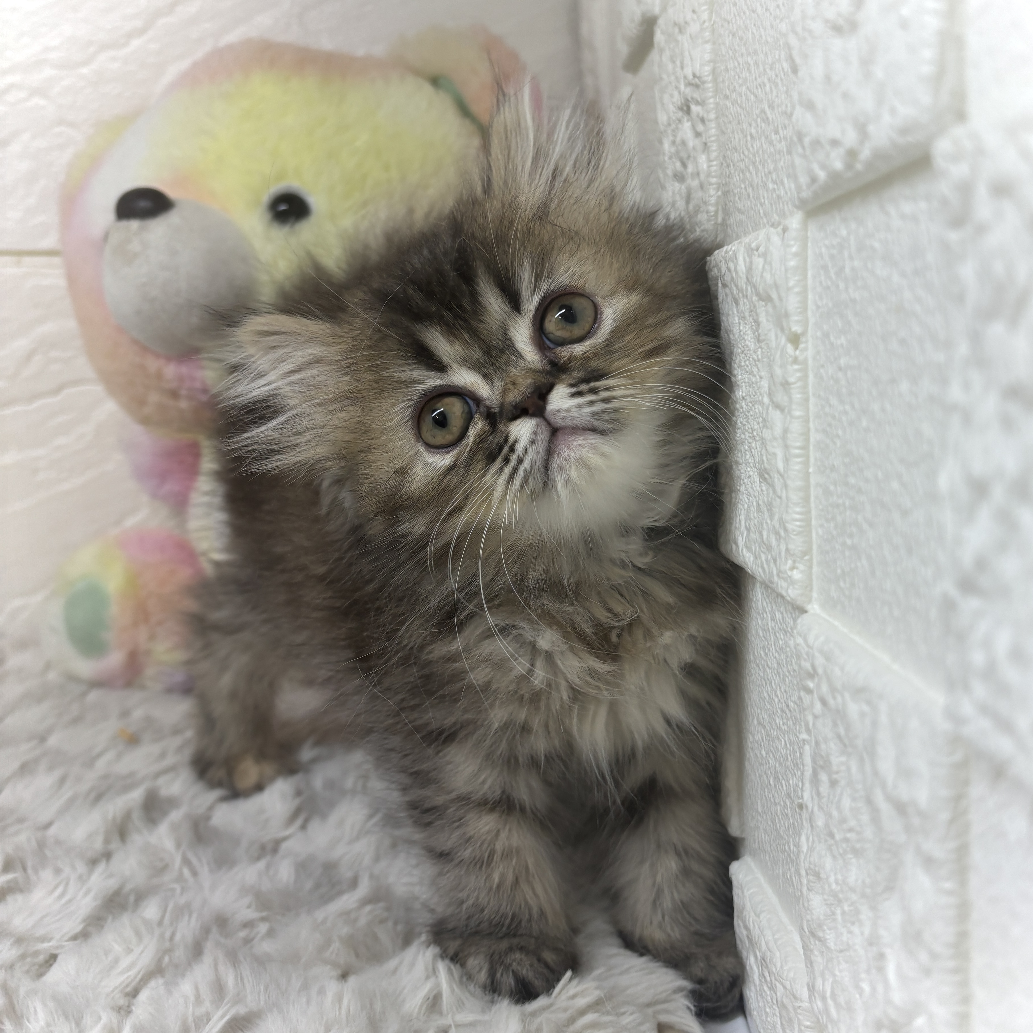 兵庫県のエキゾチック (犬の家＆猫の里ゆめタウン姫路店/2026年3月8日生まれ/女の子/ブラウンパッチドタビー)の子猫の3枚目の画像