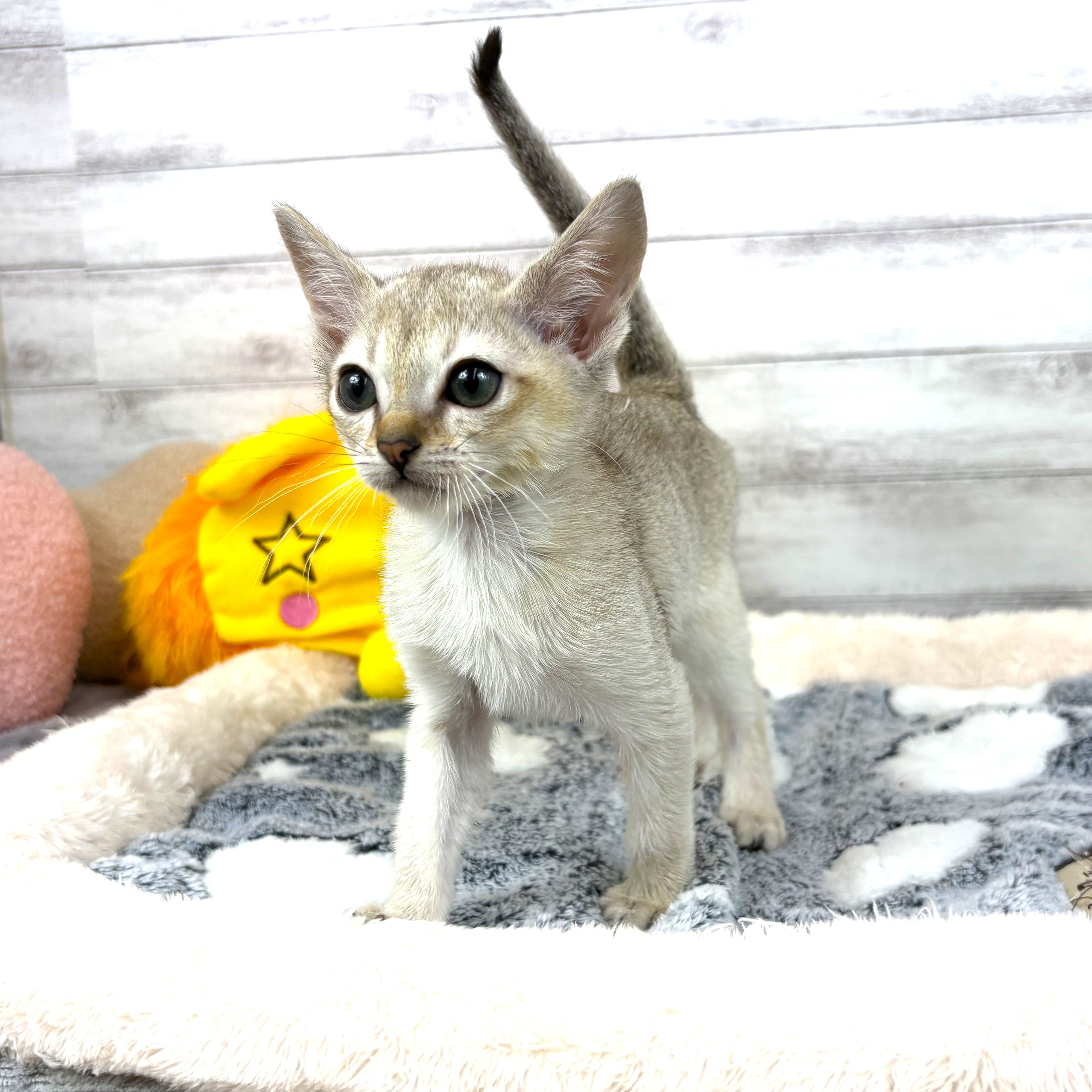 兵庫県のシンガプーラ (犬の家＆猫の里川西店/2026年3月14日生まれ/女の子/セピアアグーティ)の子猫の3枚目の画像
