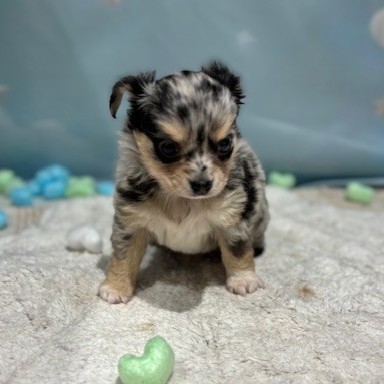 福岡県のチワックス(チワワ×ダックス) (犬の家＆猫の里トリアス久山店/2026年3月14日生まれ/男の子/ブルーマール)の子犬の3枚目の画像