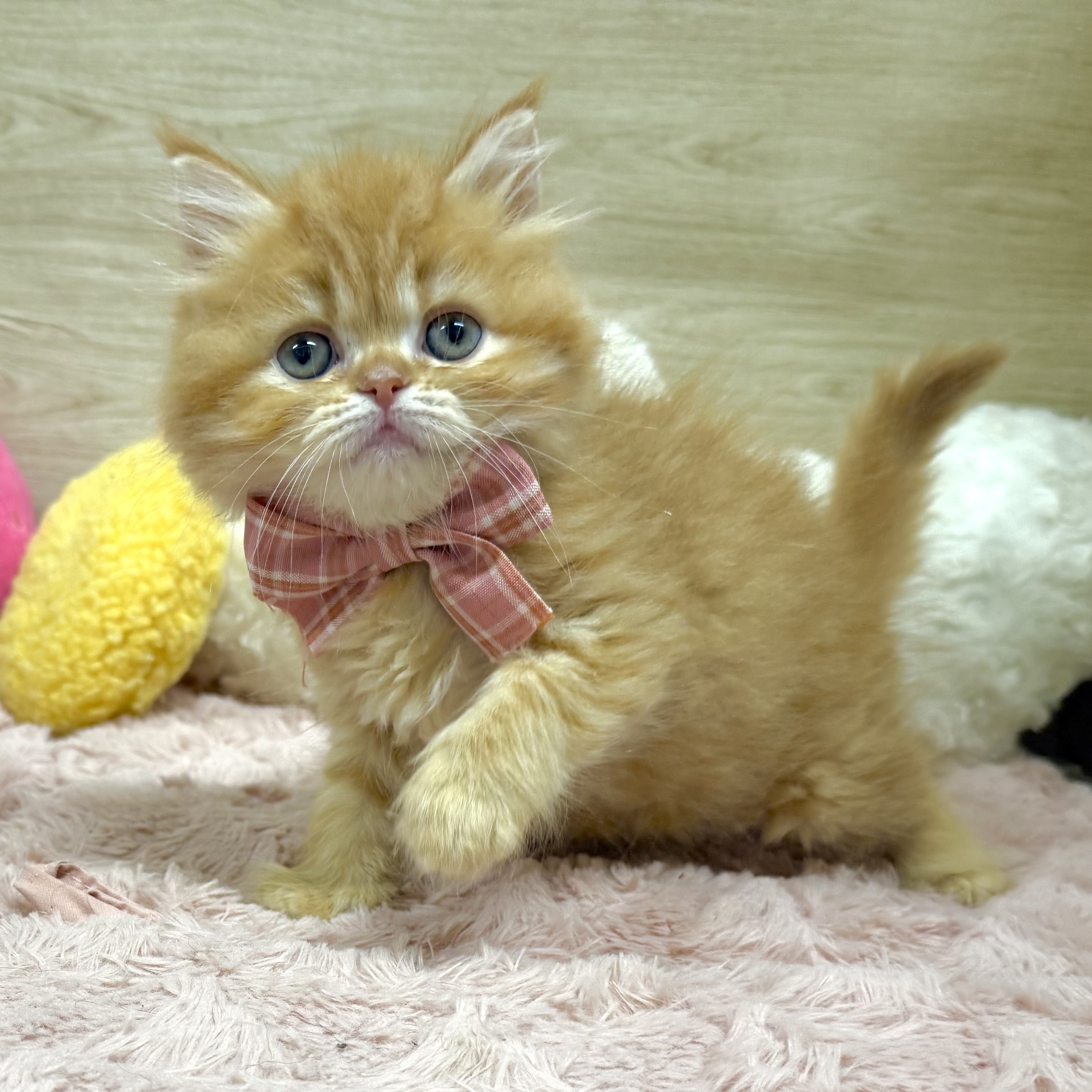 大阪府のラガマフィン (犬の家＆猫の里そよら東岸和田店/2026年3月15日生まれ/女の子/レッドタビー)の子猫の3枚目の画像