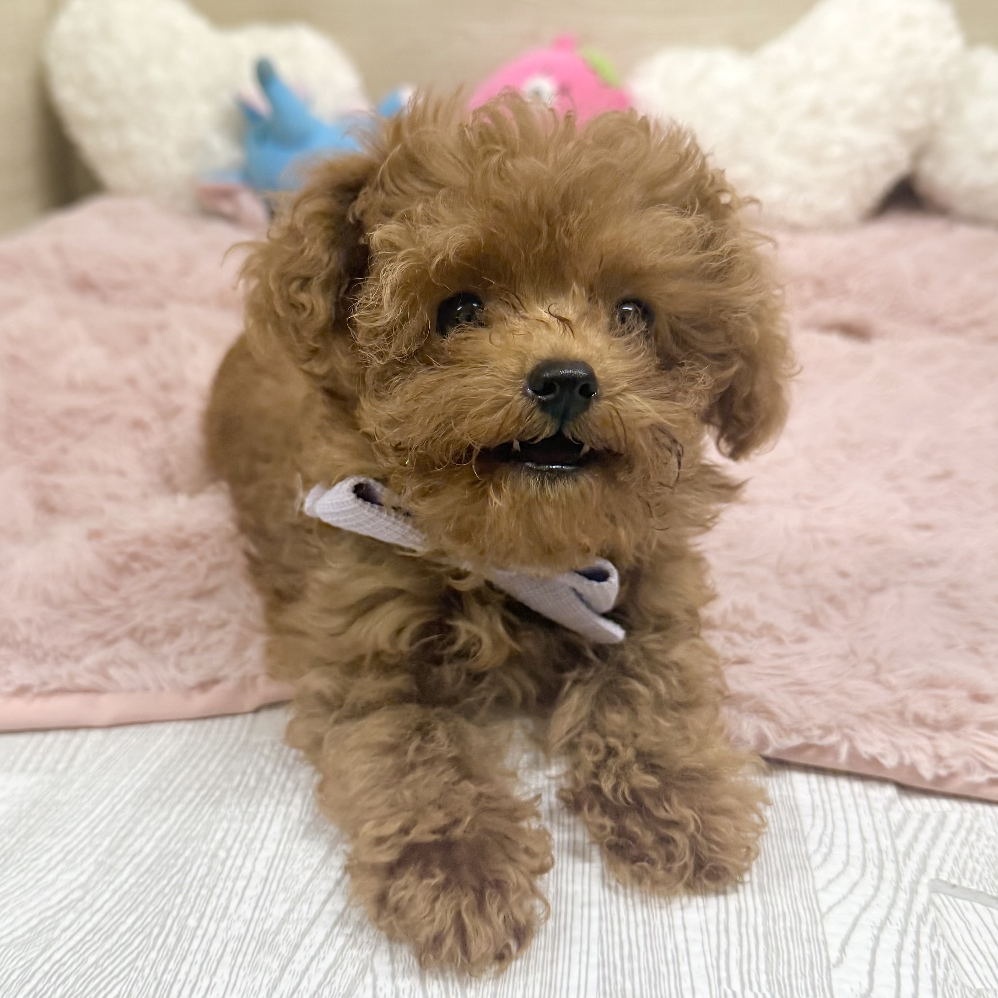 大阪府のトイプードル(トイ) (犬の家＆猫の里そよら東岸和田店/2026年3月12日生まれ/女の子/オレンジフォーン)の子犬の3枚目の画像