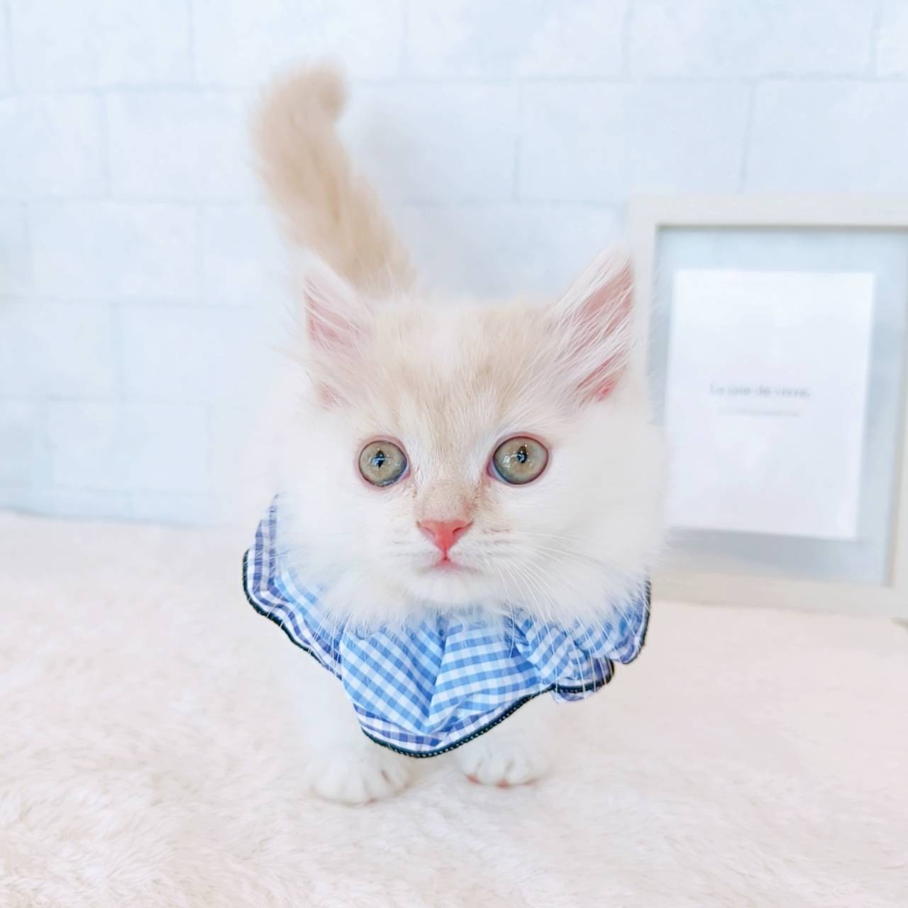 石川県のマンチカン (犬の家＆猫の里金沢店/2026年3月10日生まれ/男の子/クリームホワイト)の子猫の3枚目の画像