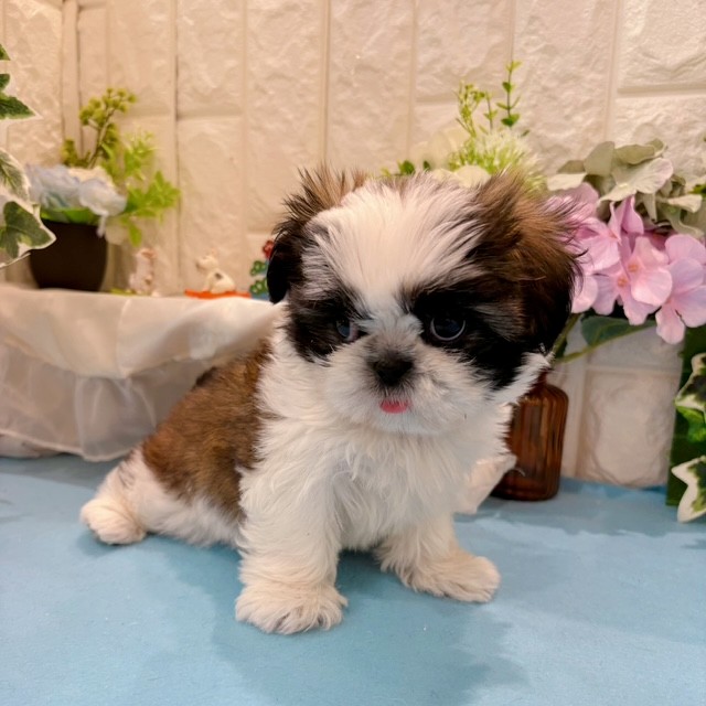 岡山県のシーズー (犬の家＆猫の里倉敷店/2026年3月13日生まれ/女の子/ゴールドホワイト)の子犬の3枚目の画像