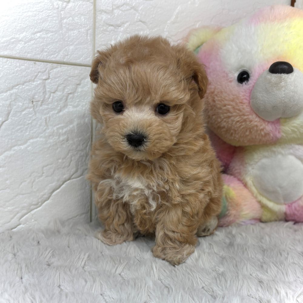 兵庫県のマルプー(マルチーズ×プードル) (犬の家＆猫の里ゆめタウン姫路店/2026年3月12日生まれ/男の子/アプリコット)の子犬の3枚目の画像