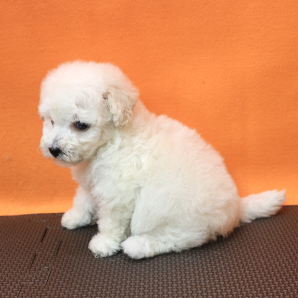 大阪府のビションプー(ビションフリーゼ×プードル) (犬の家＆猫の里吹田店/2026年3月13日生まれ/女の子/ホワイト)の子犬の3枚目の画像