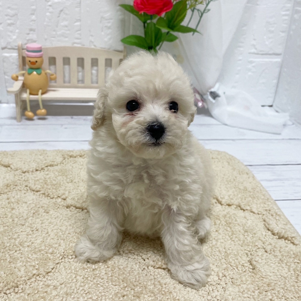 岡山県のビションプー(ビションフリーゼ×プードル) (犬の家＆猫の里岡山店/2026年3月13日生まれ/女の子/ホワイト)の子犬の3枚目の画像