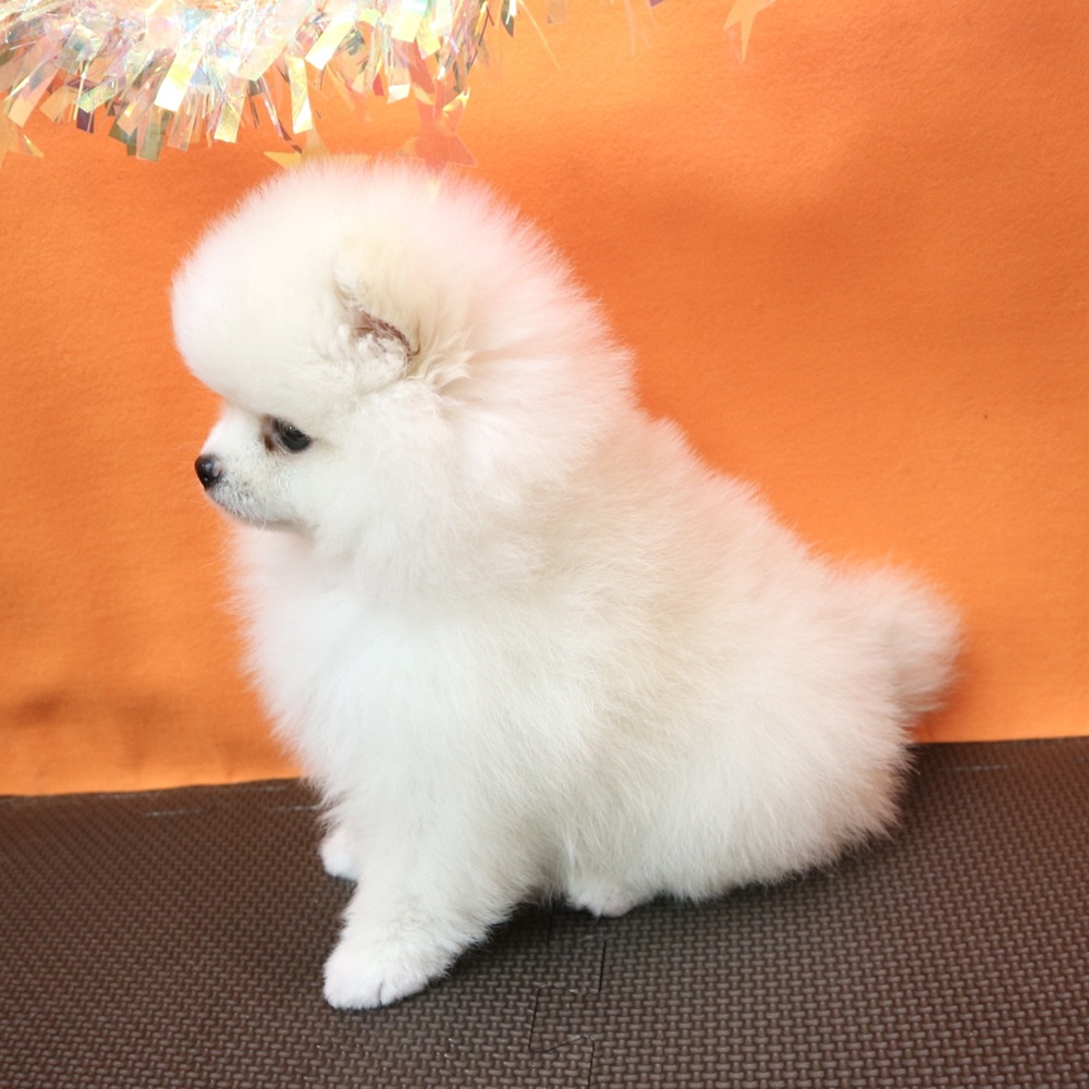 大阪府のポメラニアン (犬の家＆猫の里吹田店/2026年3月15日生まれ/男の子/クリーム)の子犬の3枚目の画像