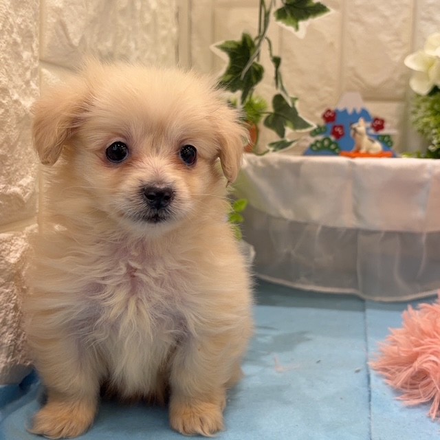岡山県のポメックス(ポメラニアン×ダックス) (犬の家＆猫の里倉敷店/2026年3月11日生まれ/男の子/クリーム)の子犬の3枚目の画像
