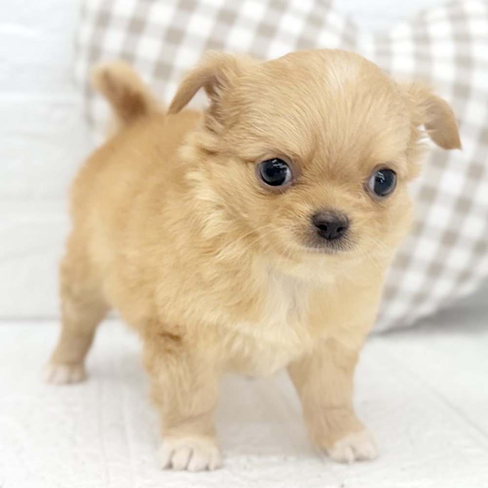 愛知県のチワワ(ロング) (犬の家＆猫の里豊川インター店/2026年3月14日生まれ/女の子/オレンジ)の子犬の3枚目の画像