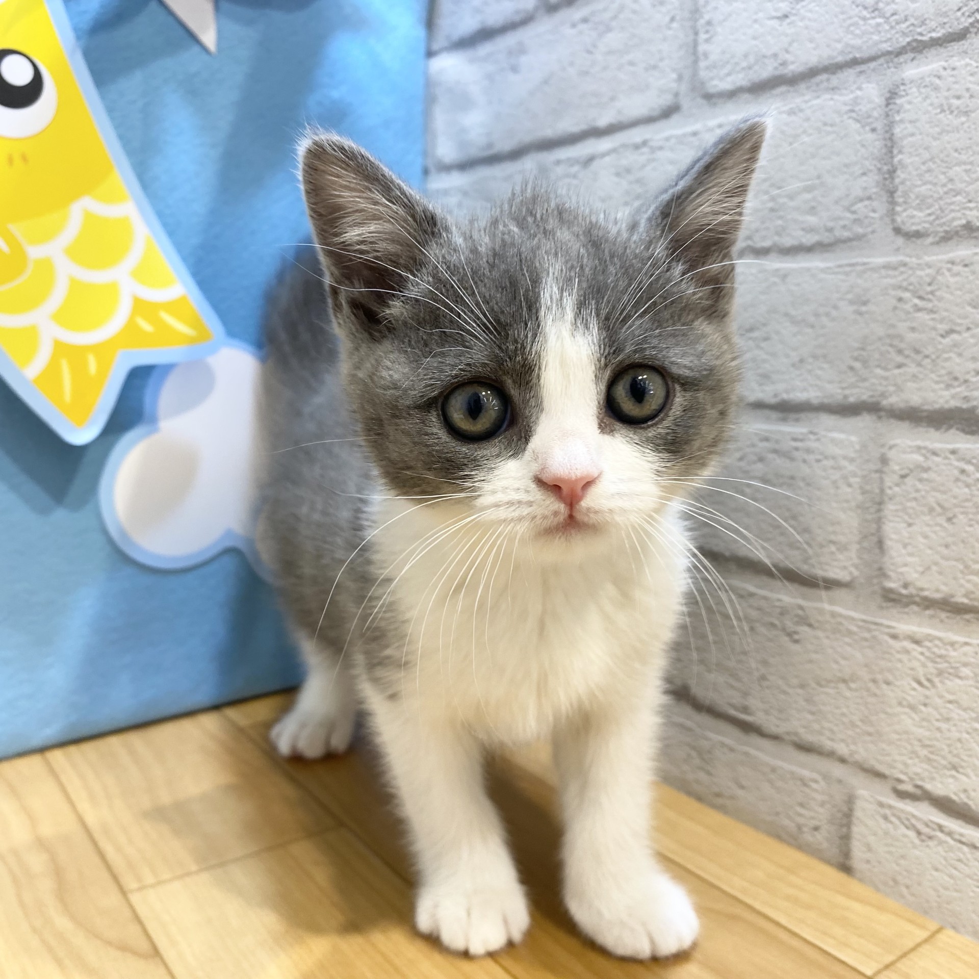 長野県のブリティッシュショートヘアー (犬の家＆猫の里カインズ梓川店/2026年3月13日生まれ/女の子/ブルーホワイト)の子猫の3枚目の画像