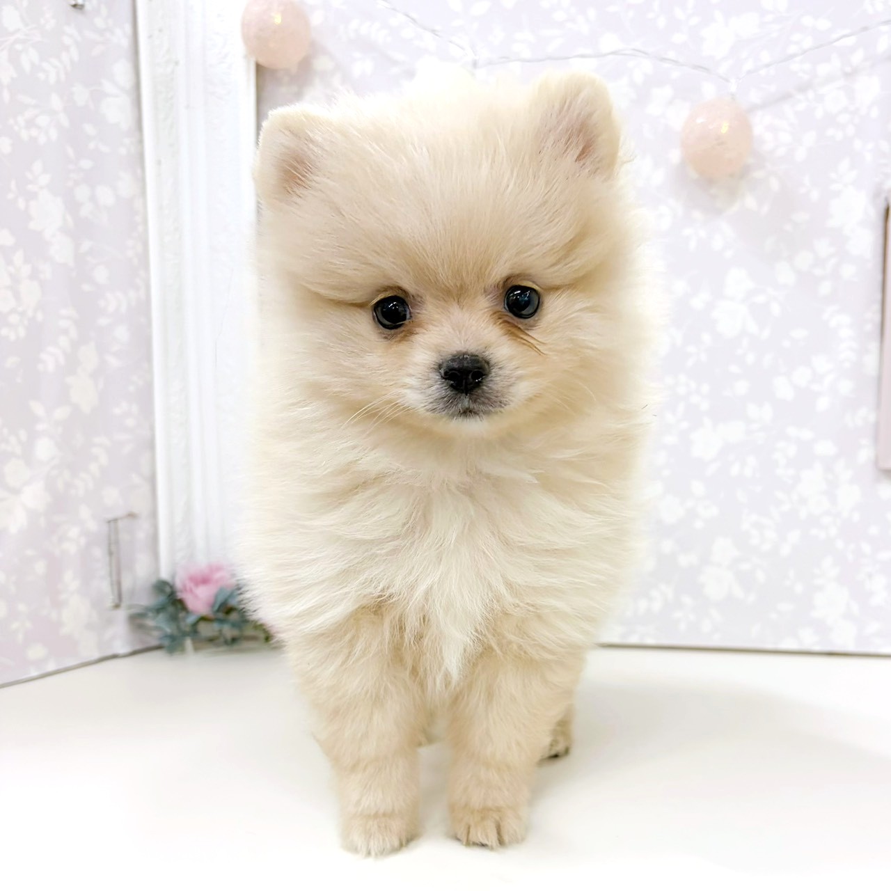 富山県のポメラニアン (犬の家＆猫の里アミーゴ高岡蓮花寺店/2026年3月15日生まれ/女の子/クリーム)の子犬の3枚目の画像