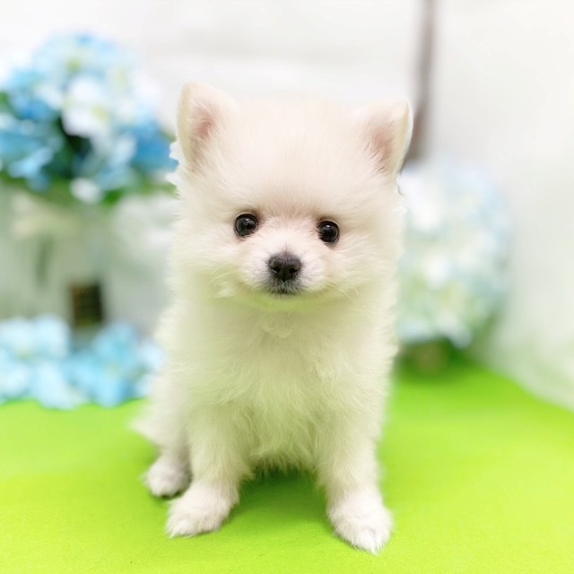 静岡県のポメラニアン (犬の家＆猫の里藤枝店/2026年3月14日生まれ/女の子/クリーム)の子犬の3枚目の画像