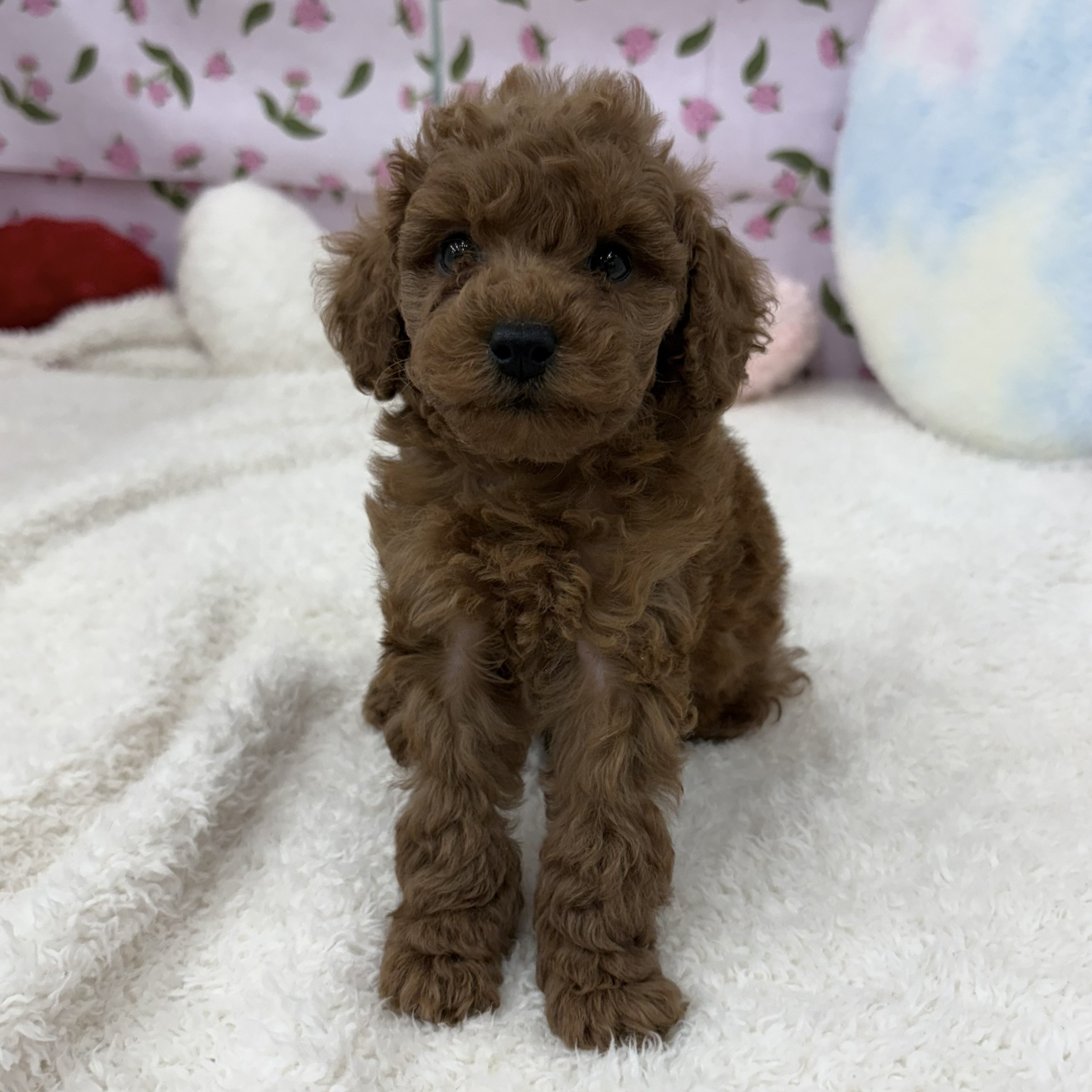 愛知県のトイプードル(トイ) (犬の家＆猫の里エアポートウォーク店/2026年3月15日生まれ/女の子/レッドフォーン)の子犬の3枚目の画像